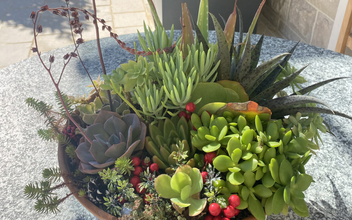 How to Care for Succulents in the Garden and at Home