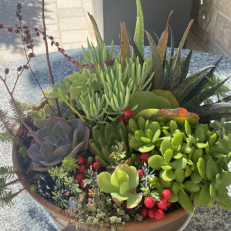 How to Care for Succulents in the Garden and at Home